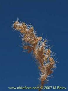 Photograph of Caiophora sp. Salar Carcote