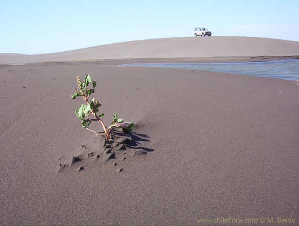 Image of a Chilean landscape