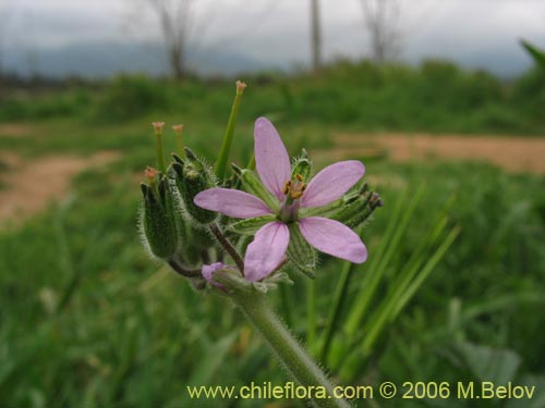 Image of Erodium moschatum (Alfilerillo). Click to enlarge parts of image.