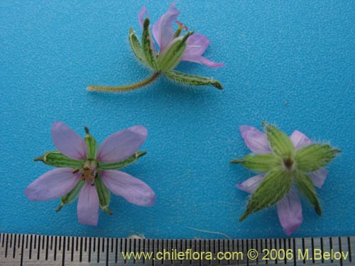 Image of Erodium moschatum (Alfilerillo). Click to enlarge parts of image.