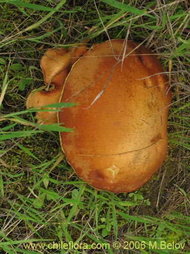 Image of Suillus luteus (Callampa / Boletus luteus). Click to enlarge parts of image.