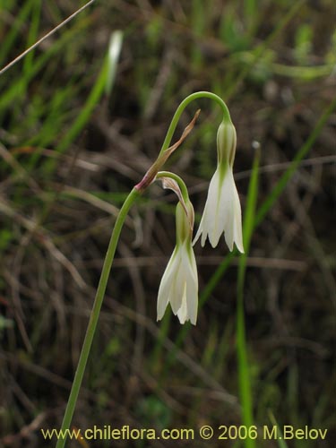 Image of Leucocoryne alliacea (). Click to enlarge parts of image.