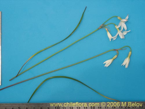 Image of Leucocoryne alliacea (). Click to enlarge parts of image.