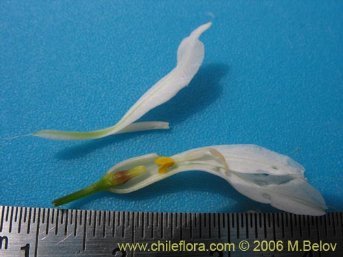 Image of Leucocoryne alliacea (). Click to enlarge parts of image.