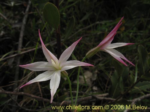 Image of Leucocoryne alliacea (). Click to enlarge parts of image.