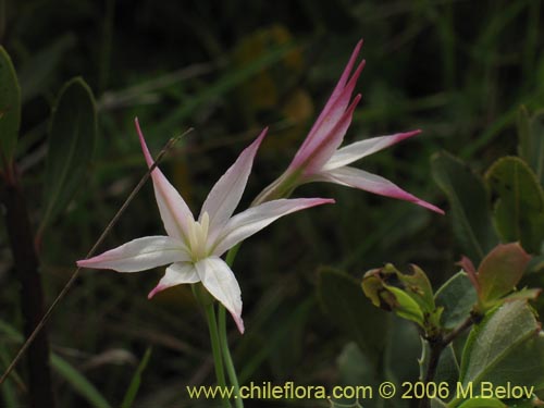 Image of Leucocoryne alliacea (). Click to enlarge parts of image.
