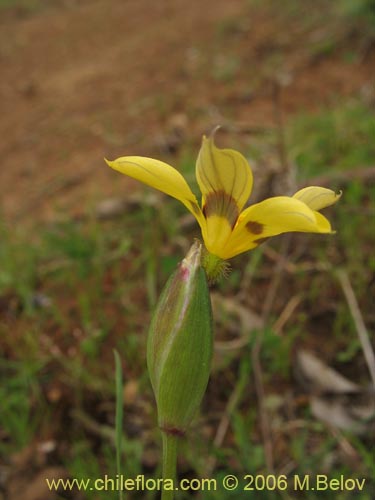 Sisyrinchium graminifolium의 사진
