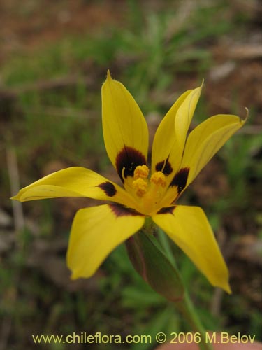 Sisyrinchium graminifolium의 사진