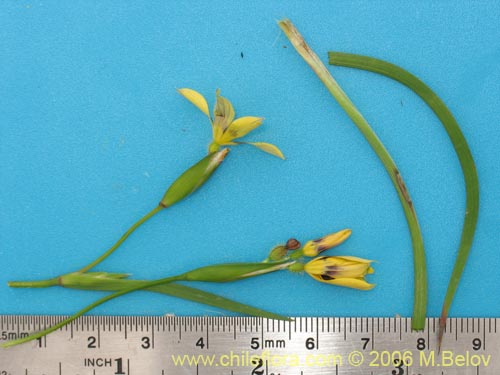 Sisyrinchium graminifolium의 사진