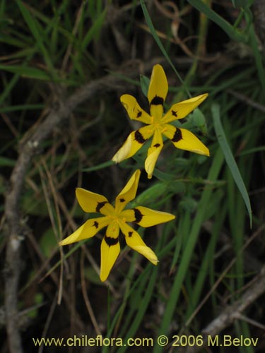 Sisyrinchium graminifolium의 사진