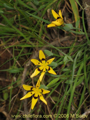 Sisyrinchium graminifolium의 사진