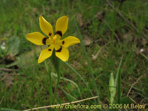 Sisyrinchium graminifolium의 사진