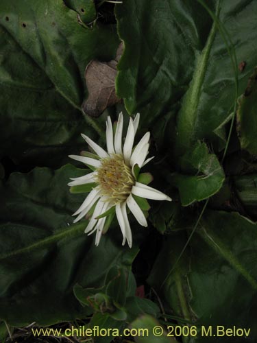 Image of Chaptalia exscapa (). Click to enlarge parts of image.