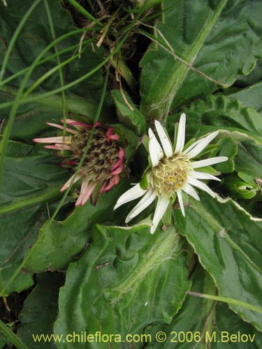 Image of Chaptalia exscapa (). Click to enlarge parts of image.