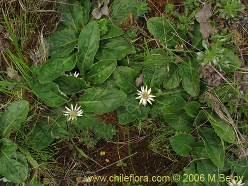 Image of Chaptalia exscapa (). Click to enlarge parts of image.