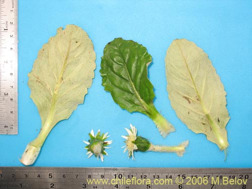 Image of Chaptalia exscapa (). Click to enlarge parts of image.