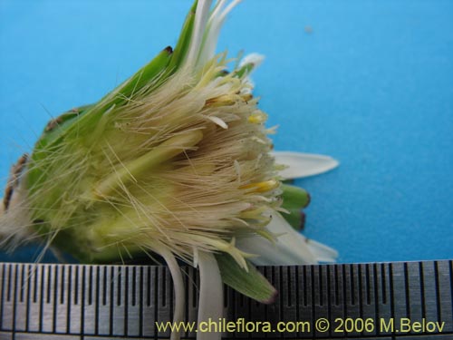 Image of Chaptalia exscapa (). Click to enlarge parts of image.