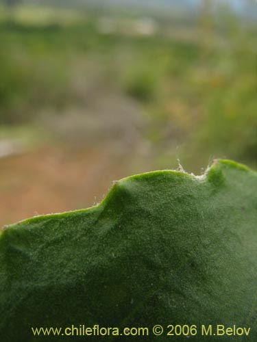 Image of Chaptalia exscapa (). Click to enlarge parts of image.