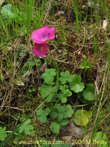 Image of Oxalis arenaria (Vinagrillo / Culle). Click to enlarge parts of image.