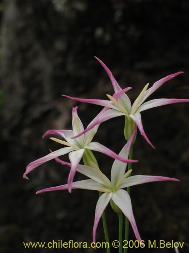 Image of Leucocoryne alliacea (). Click to enlarge parts of image.