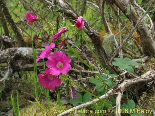 Image of Oxalis arenaria (Vinagrillo / Culle). Click to enlarge parts of image.