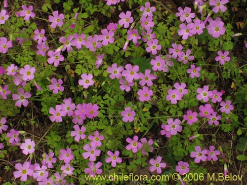 Oxalis roseaの写真