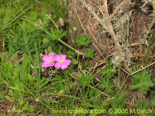 Bild von Geranium berteroanum (Core-core). Klicken Sie, um den Ausschnitt zu vergrössern.