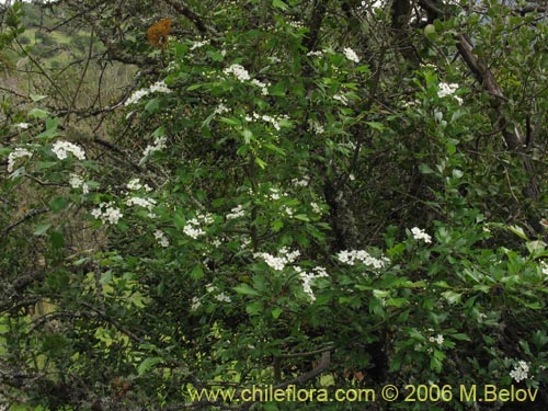 Image of Crataegus monogyna (Crategus / Peumo alemán / Peumo extranjero). Click to enlarge parts of image.