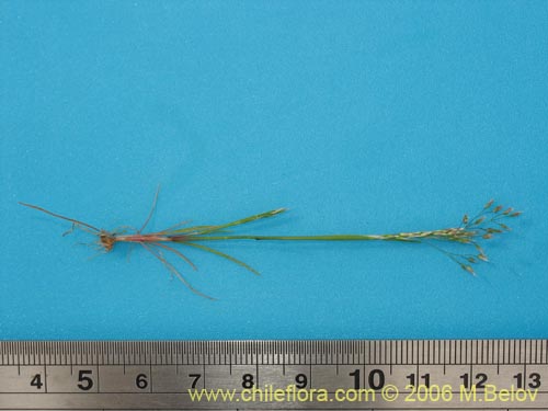 Image of Aira sp. #1895 (). Click to enlarge parts of image.