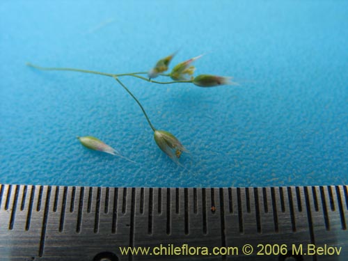 Aira sp. #1895的照片