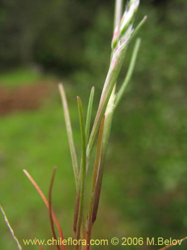 Aira sp. #1895的照片