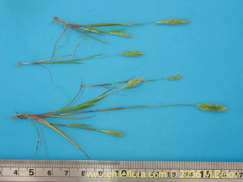 Aira sp. #1895的照片