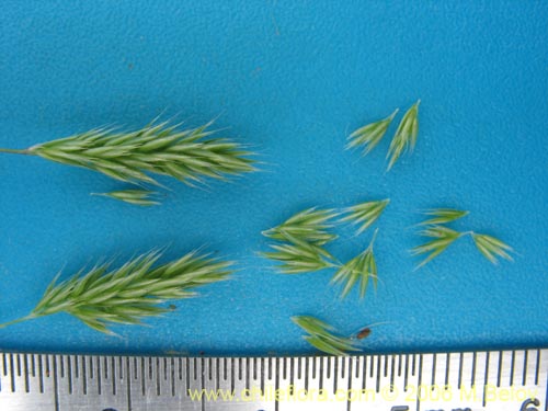 Aira sp. #1895的照片