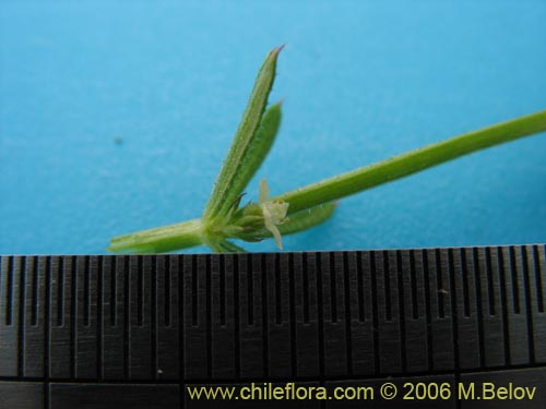 Imágen de Galium aparine (lengua de gato). Haga un clic para aumentar parte de imágen.