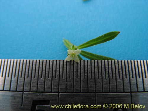 Imágen de Galium aparine (lengua de gato). Haga un clic para aumentar parte de imágen.