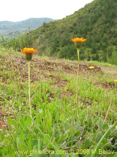 Haplopappus macrocephalus의 사진