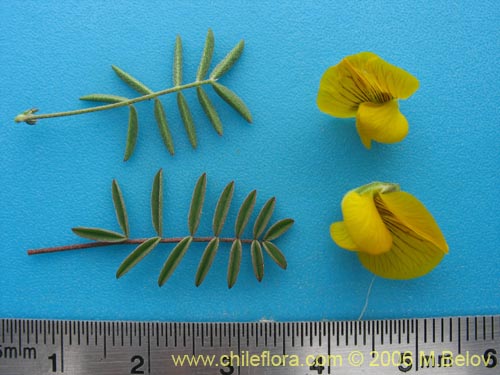 Imágen de Adesmia sp. #1628 (). Haga un clic para aumentar parte de imágen.