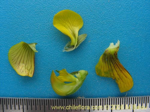 Imágen de Adesmia sp. #1628 (). Haga un clic para aumentar parte de imágen.