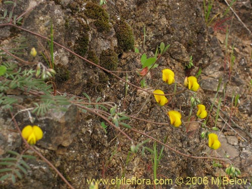 Imágen de Adesmia sp. #1628 (). Haga un clic para aumentar parte de imágen.