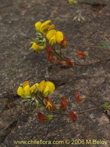 Imágen de Adesmia sp. #1628 (). Haga un clic para aumentar parte de imágen.