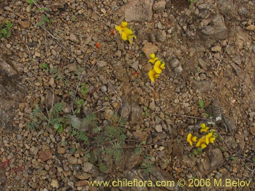 Imágen de Adesmia sp. #1628 (). Haga un clic para aumentar parte de imágen.
