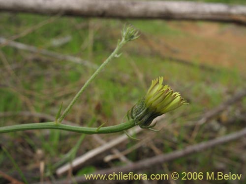 Bild von Asteraceae sp. #1104 (). Klicken Sie, um den Ausschnitt zu vergrössern.