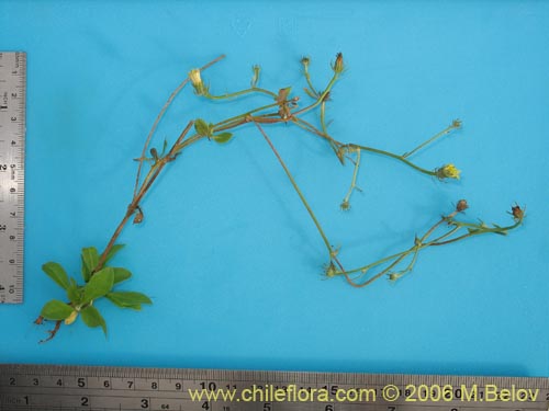 Bild von Asteraceae sp. #1104 (). Klicken Sie, um den Ausschnitt zu vergrössern.