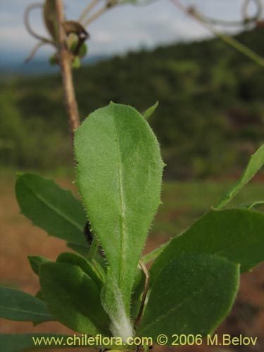Bild von Asteraceae sp. #1104 (). Klicken Sie, um den Ausschnitt zu vergrössern.