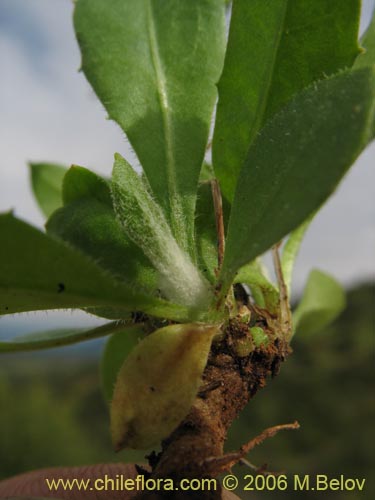 Bild von Asteraceae sp. #1104 (). Klicken Sie, um den Ausschnitt zu vergrössern.
