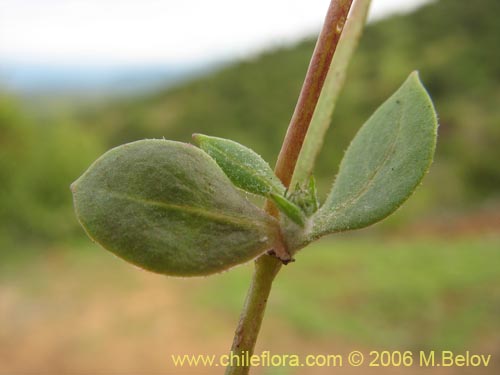 Bild von Asteraceae sp. #1104 (). Klicken Sie, um den Ausschnitt zu vergrössern.