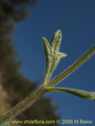 Imágen de Verbena sp. #3088 (). Haga un clic para aumentar parte de imágen.