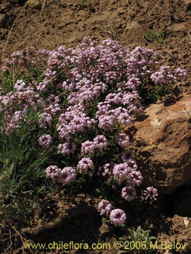Imágen de Verbena sp. #3088 (). Haga un clic para aumentar parte de imágen.