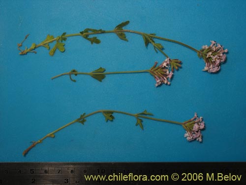 Imágen de Verbena sp. #3088 (). Haga un clic para aumentar parte de imágen.