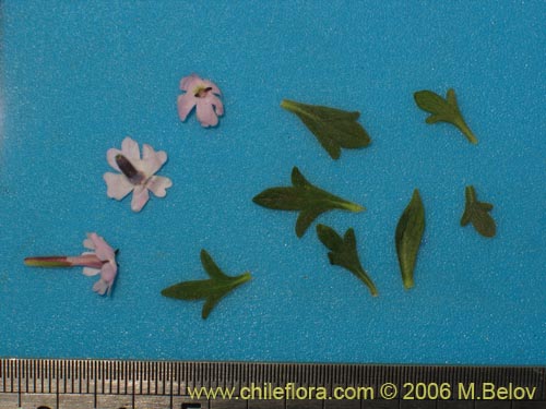 Imágen de Verbena sp. #3088 (). Haga un clic para aumentar parte de imágen.